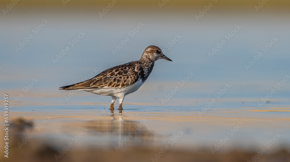 Ruddy Turnstone (Arenaria interpres) Aysa, Australia, spreads in Europe, America and Africa, but is rare. It is seen in Diyarbakir Tigris Valley during migration periods. Ruddy Turnstone (Arenaria interpres) Aysa, Australia, spreads in Europe, America and Africa, but is rare. It is seen in Diyarbakir Tigris Valley during migration periods.