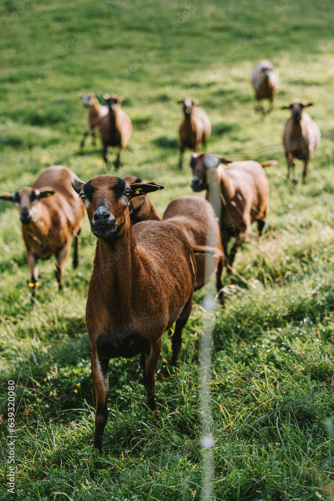 brown goats with white spots on green grass