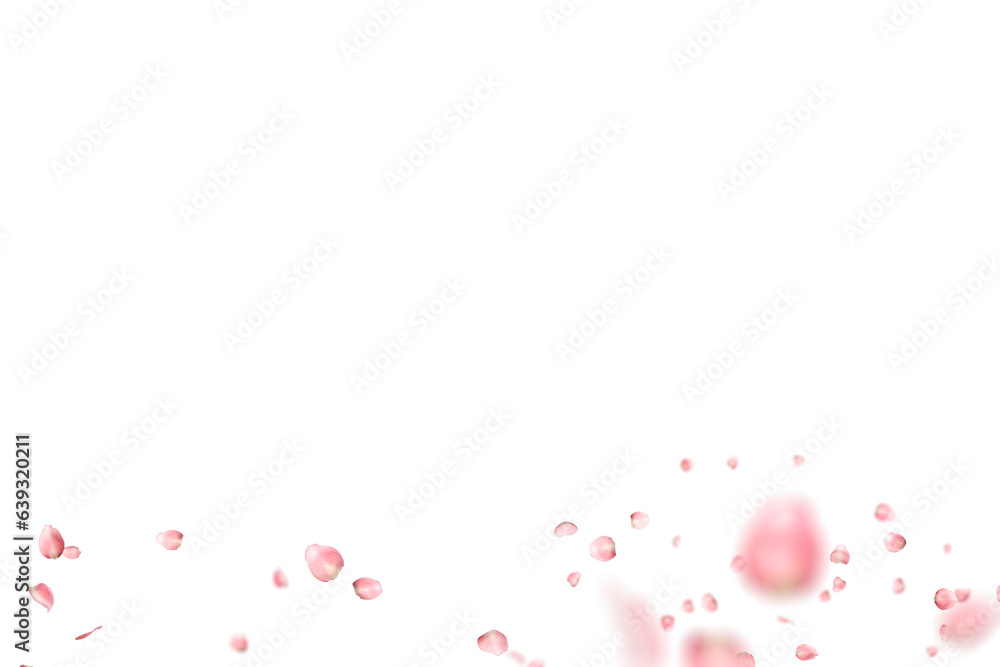 Flying pink cherry petals. Floral overlay with flying pink petals at transparent background.  Spring Sakura. Cherry blossom
