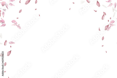 Flying pink cherry petals. Floral overlay with flying pink petals at transparent background.  Spring Sakura. Cherry blossom