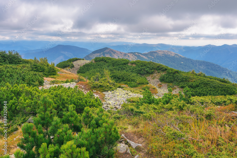 carpathian mountain landscape in early autumn. view from the peak of mountain strymba. beautiful scenery on a cloudy day. popular travel destination of ukraine