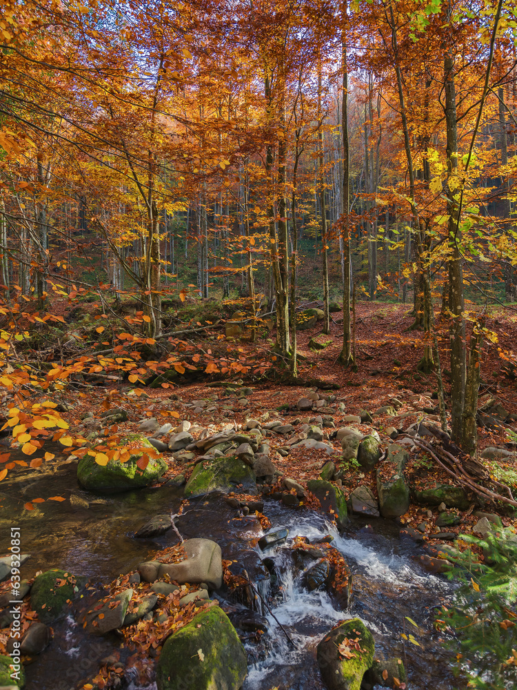 natural environment of ukrainian carpathians. drying mountain rivers in forested area. nature scenery in autumn