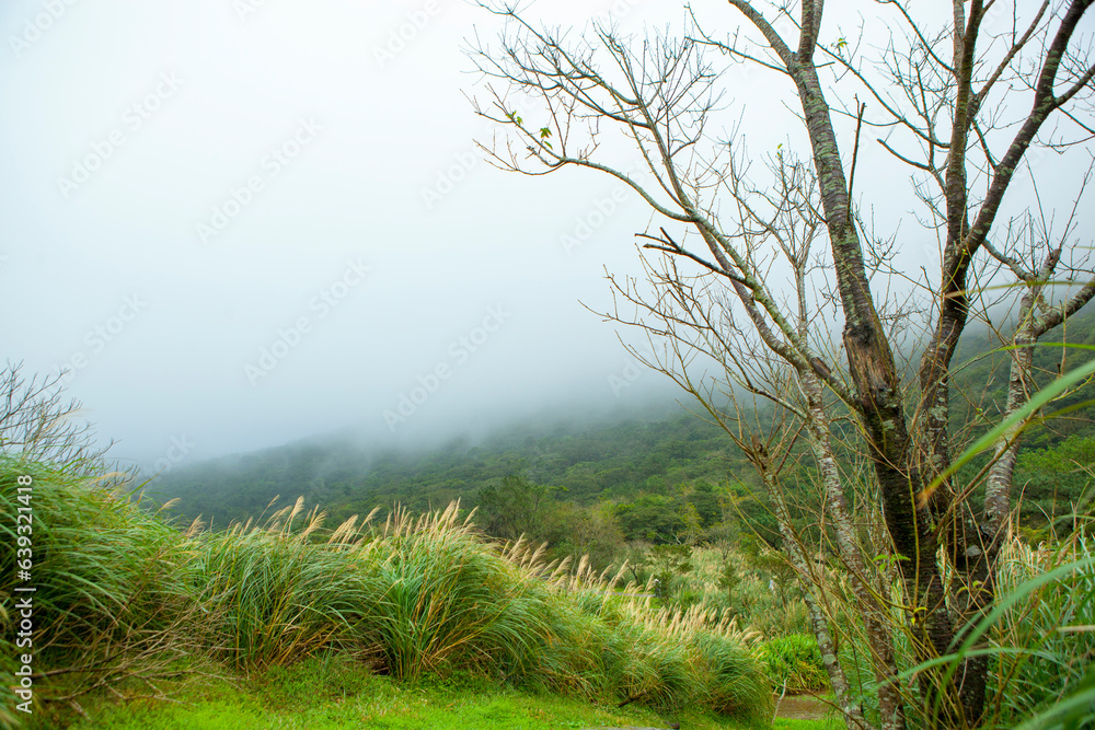 Fototapeta premium Taipei, mountains, Yangmingshan, dead trees, reed grass, trees,