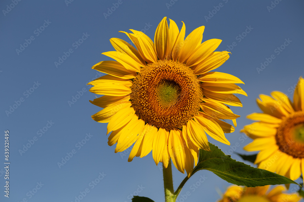 Um girassol em primeiro plano, com outro girassol desfocado atrás, com um céu azul ao fundo em um dia claro e ensolarado. Um girassol em primeiro plano, com outro girassol desfocado atrás, com um céu azul ao fundo em um dia claro e ensolarado.