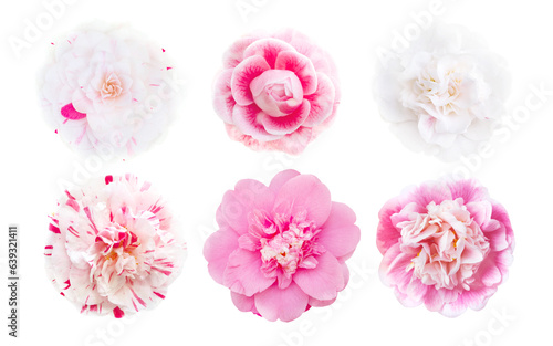 Pink and white and bicolor camellia flowers set isolated transparent png. Camellia japonica. © photohampster