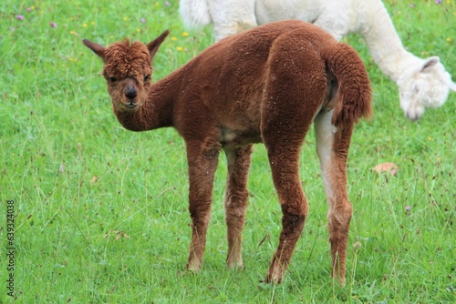 Alpaca austriaco photo