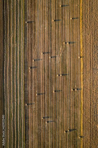 Żniwa na farmie © Piotr