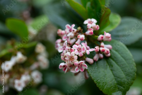 Viburnum suspensum clusters of small white-pink flowers on a branch, selective focus. Spring flower background