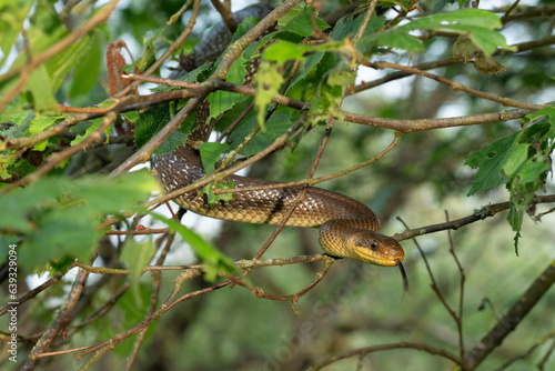 Züngelnde Äskulapnatter, Zamenis longissimus auf einem Baum
