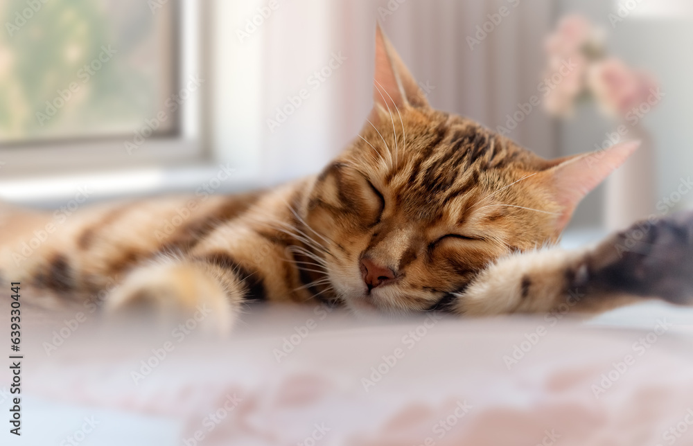 Cute Bengal cat sleeps sweetly in the bedroom.