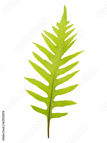 Tropical leaves and flower isolated on white background. Beautiful tropical plant