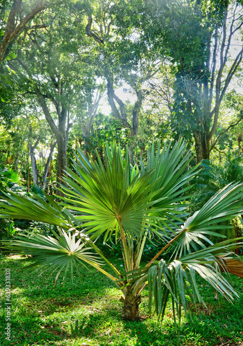 picturesque garden of Pamplemousse in Mauritius Republic