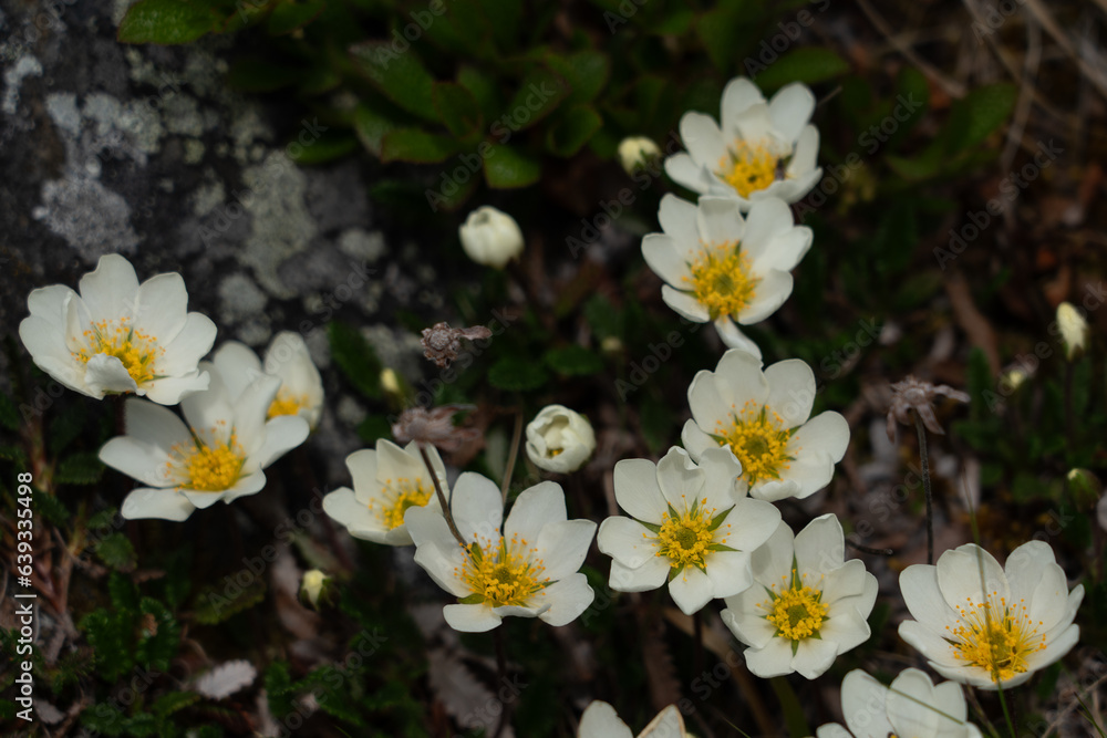 White spring flowers, Mountain Avens (Dryas Octopetala) White spring flowers, Mountain Avens (Dryas Octopetala)