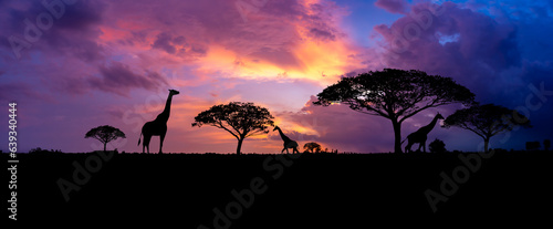 Giraffe eating leaves in the field at sunset, sky glowing