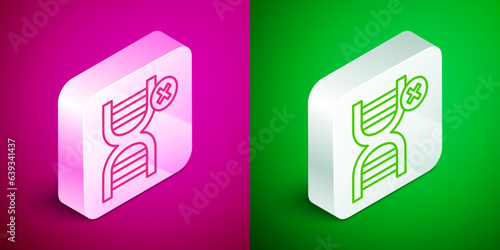 Isometric line No GMO icon isolated on pink and green background. Genetically modified organism acronym. Dna food modification. Silver square button. Vector