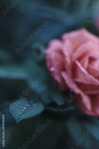 Nature's Jewels: Dewy Delight on a Rose 
