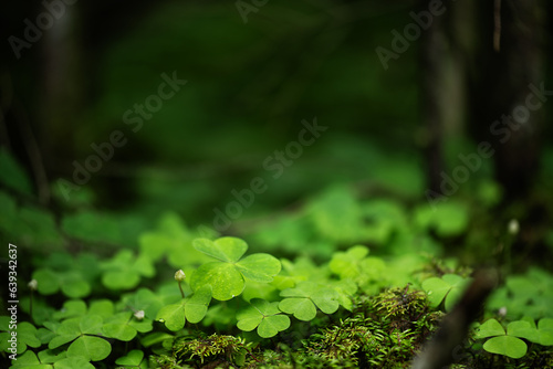 Cuadro en lienzo Clover leaves background
