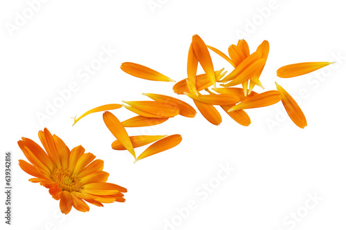 Принти на полотні Calendula officinalis flower petals cut out on transparent background