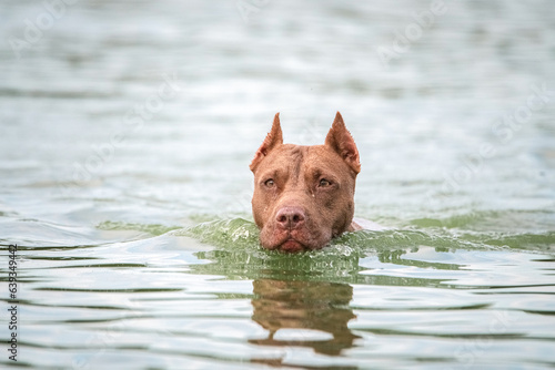 A beautiful purebred pit bull terrier is playing in the river.