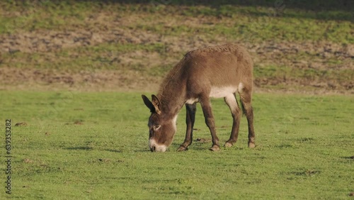 A brown donkey eating grass in a meadow at the golden hour. Close up.
