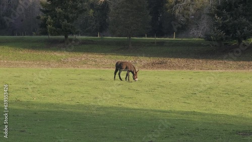A brown donkey eating grass in a meadow at golden hour. Establishing shot.