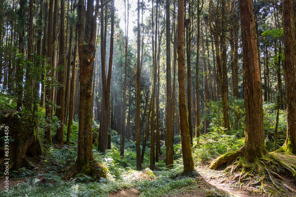 Forest landscape in alishan national forest recreation area Forest landscape in alishan national forest recreation area