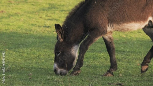 A brown donkey eating grass in a meadow at the golden hour.  Close up.