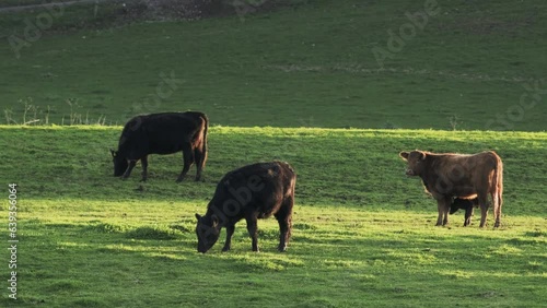 Three cows eating grass in a meadow at the golden hour. 