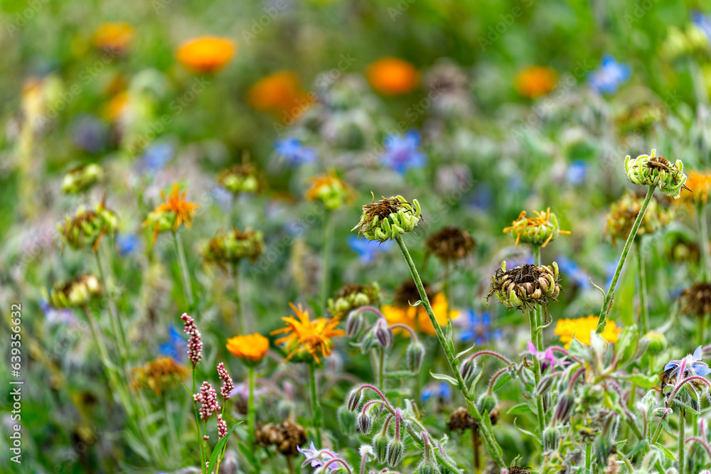 Close-up of beautiful colored flowers at Swiss City of Zürich on a cloudy summer day. Photo taken August 25th, 2023, Zurich, Switzerland. Close-up of beautiful colored flowers at Swiss City of Zürich on a cloudy summer day. Photo taken August 25th, 2023, Zurich, Switzerland.