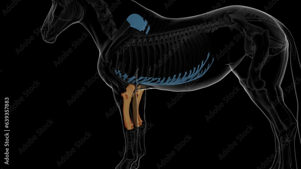 radius ulna bone horse skeleton anatomy for medical concept 3D ...
