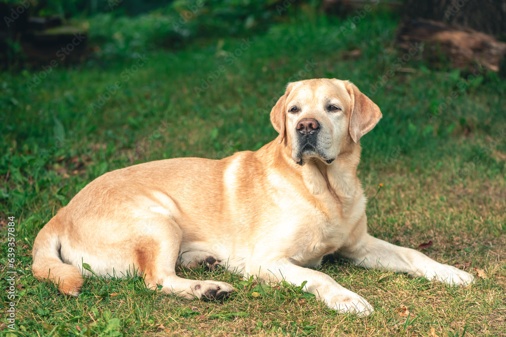 Thoroughbred beautiful Labrador lying on the grass