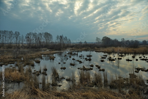 Russia. South of Western Siberia. Spring view of a swamp flooded with meltwater, overgrown with bushes.