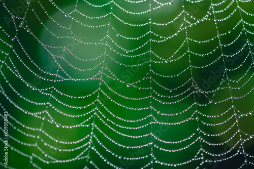 natural background. cobwebs in dew drops on a green plant
