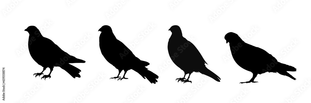 Fototapeta premium Pigeon silhouette collection