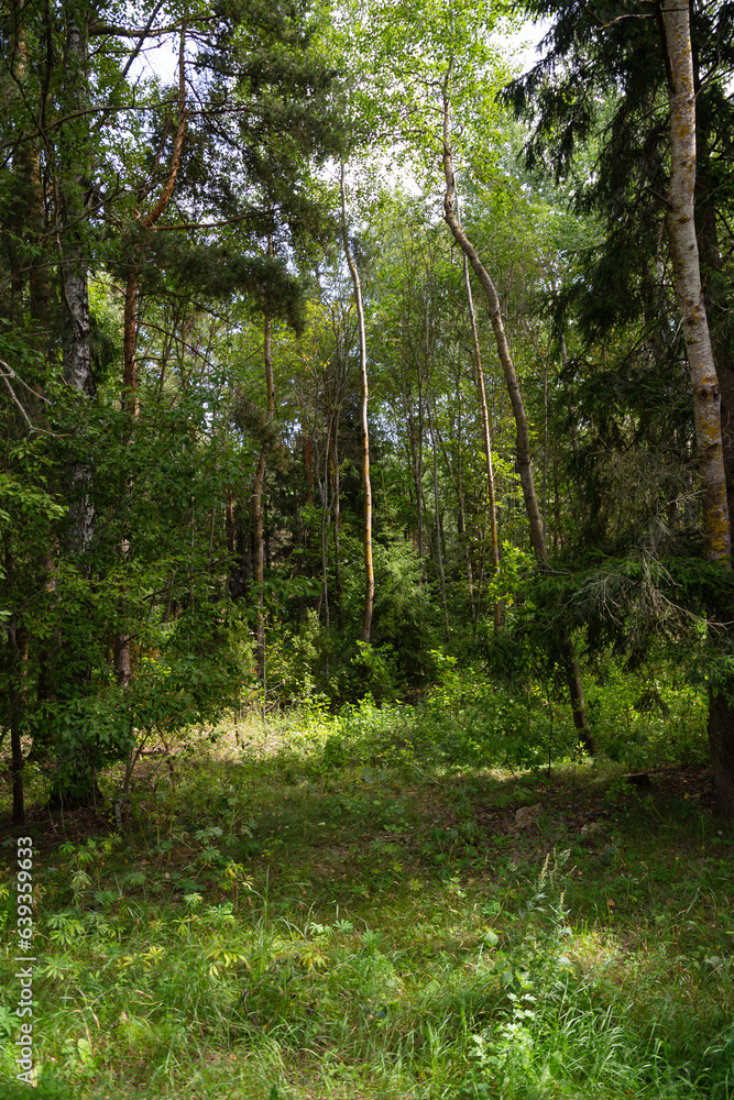 green forest on a summer day green forest on a summer day