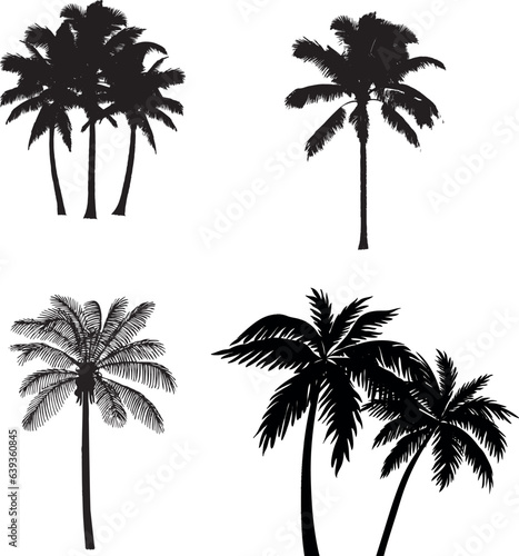 Set tropical palm trees with leaves  mature and young plants  and black silhouettes isolated on a white background. Vector