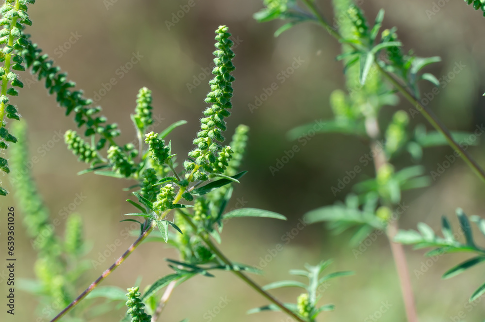 Green flower of common ragweed blooms in season. Bush ambrosia artemisiifolia produces large amounts pollen allergen. Mythological name: food of the gods. Dangerous weed with feather lobed leaves. Green flower of common ragweed blooms in season. Bush ambrosia artemisiifolia produces large amounts pollen allergen. Mythological name: food of the gods. Dangerous weed with feather lobed leaves.