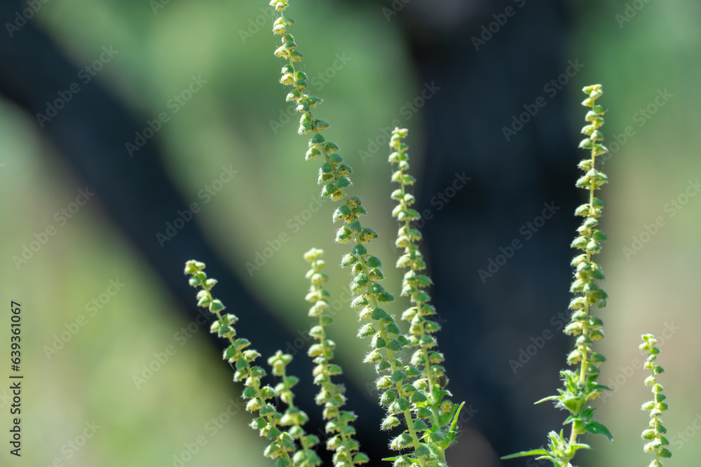 Green flower of common ragweed blooms in season. Bush ambrosia artemisiifolia produces large amounts pollen allergen. Mythological name: food of the gods. Dangerous weed with feather lobed leaves.