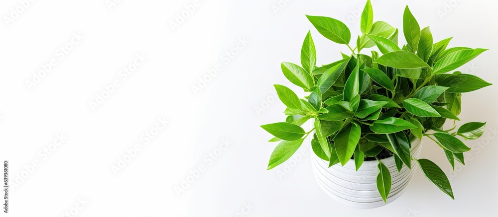 Green leafy plant growing in pot with white background and copy space as viewed from above Green leafy plant growing in pot with white background and copy space as viewed from above