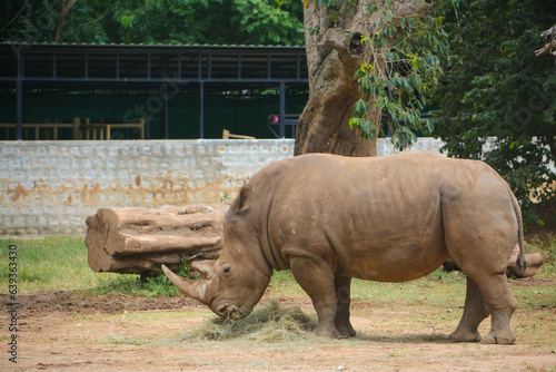 rhino in the zoo