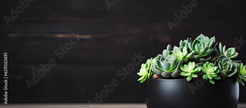 Seedling succulents in a black pot on a wooden surface with focused attention