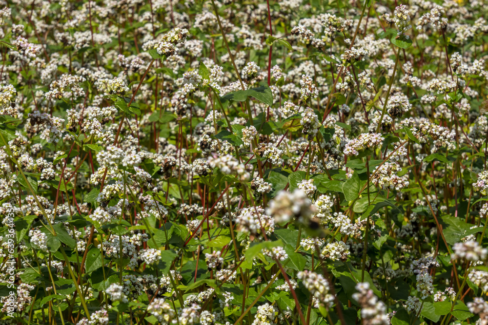 field of white buckwheat flowers