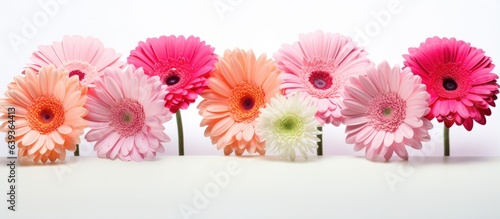 White background with isolated Gerbera daisies