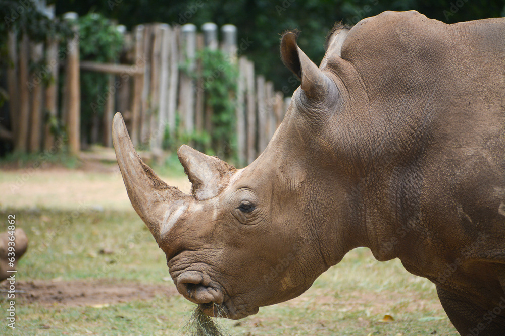 rhino in the wild rhino in the wild