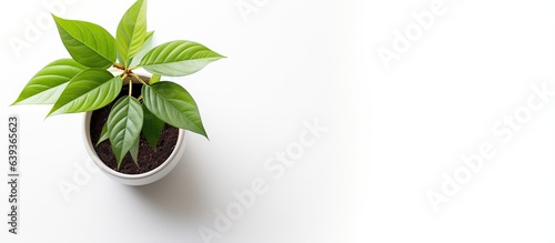 Green leafy plant growing in pot with white background and copy space as viewed from above