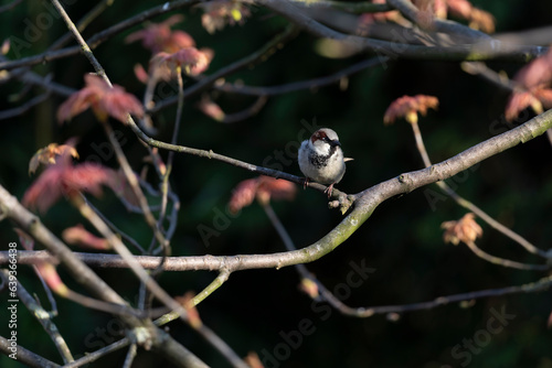 House Sparrow, Passer domesticus photo