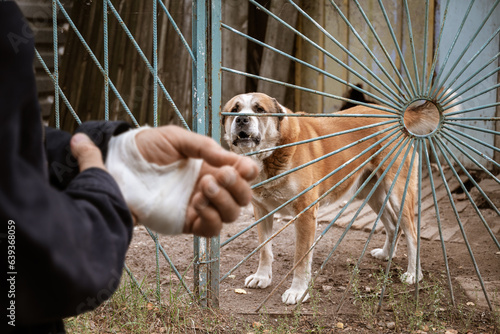 male dog Alabai bit the man's hand. Bandaged human hand after dog bite Concept of animal care and rabies prevention photo