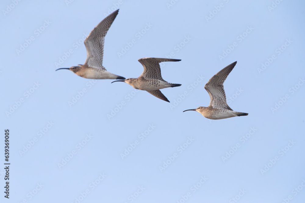 Fototapeta premium Eurasian Whimbrel, Numenius phaeopus