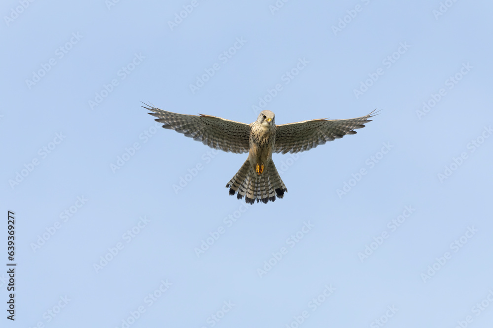 Fototapeta premium Eurasian Kestrel, Falco tinnunculus