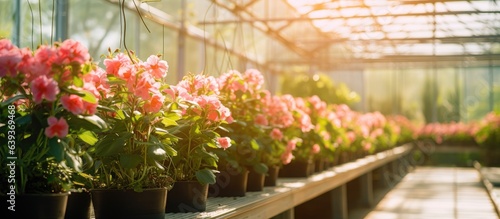 Wallpaper Mural Exotic plants in pots hang on wires in a nursery garden with a protective film roof Torontodigital.ca